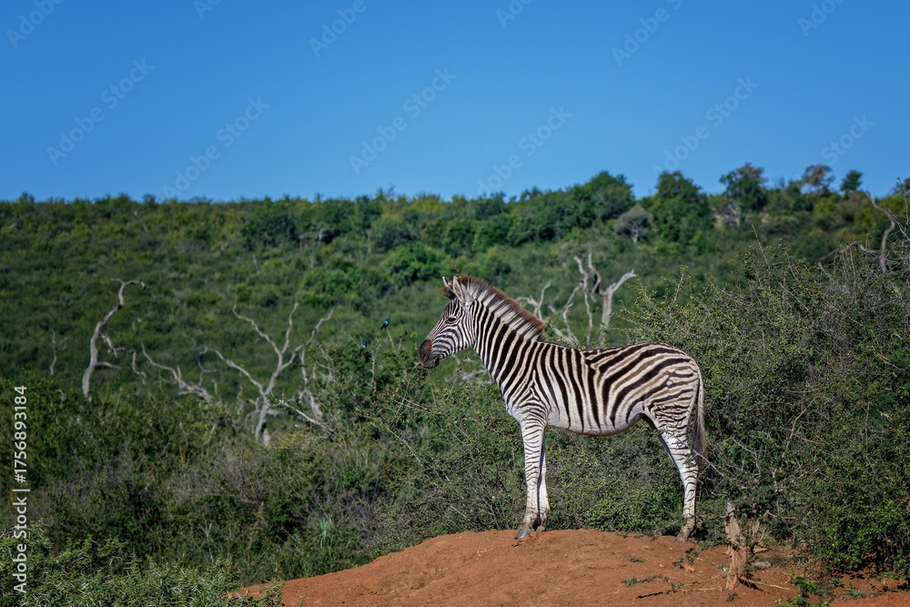 Obraz premium zebra in the wild