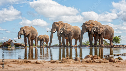 Obraz na plátně herd of elephants