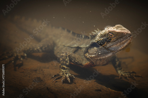 The Eastern Water Dragon or Intellagama lesueurii is a fascinating reptile native to eastern Australia, here we see the dragon swimming.