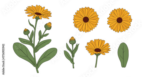 A collection of illustrated calendula flowers and their leaves in artistic style.