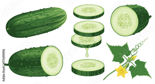 A collection of whole and sliced cucumbers along with a cucumber plant flower and leaves.