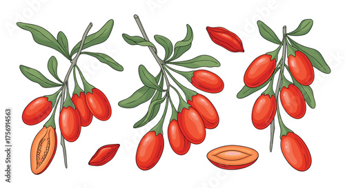 Bright red goji berries growing on leafy branches with some individual berries and cross-sections.