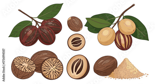 A collection of nutmegs in various forms and stages of ripeness showing seeds and powder.