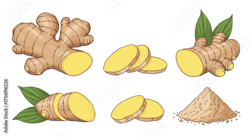 Fresh ginger root and its slices along with powdered ginger