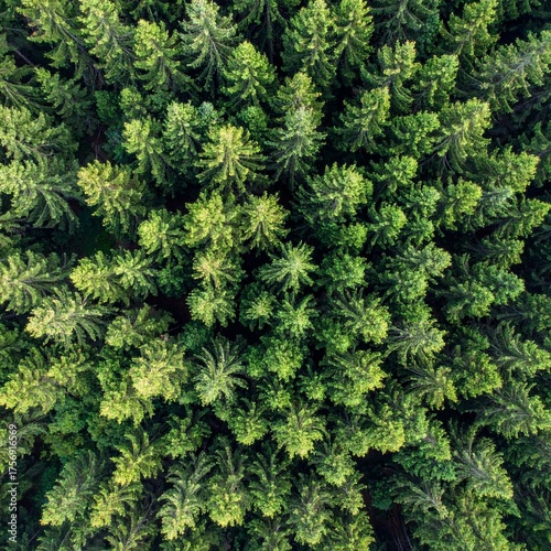 Aerial view of evergreen forest showing dense green tree canopy and natural wilderness