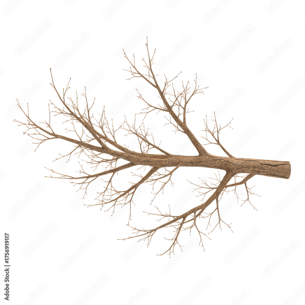 Obraz premium Isolated deciduous tree branch featuring delicate twig structure on a transparent surface