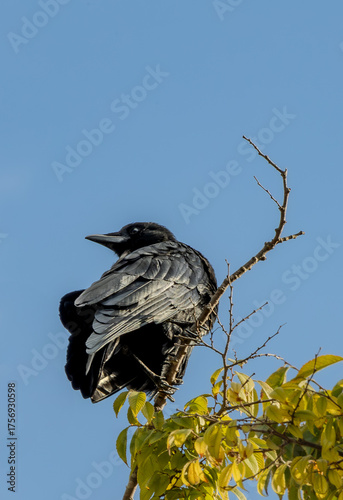 Black crow closeup, wings folded around itself in treetop with yellow fall leaves against blue sky, Halloween, California, Corvus brachyrhynchos, spooky, mysterious, magical