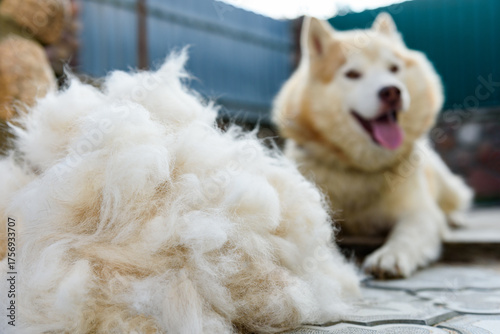 Obraz na płótnie Combing the wool from the Siberian husky with a hairbrush