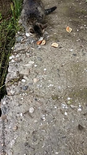 A stray cat eats on the street