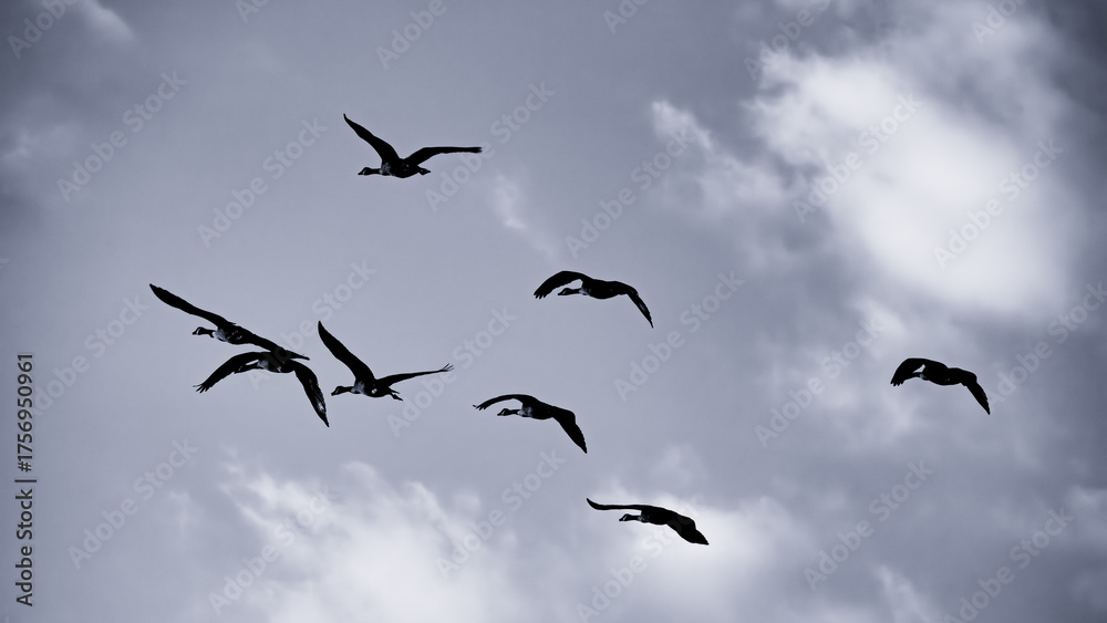Fototapeta premium flock of geese flying in black and white
