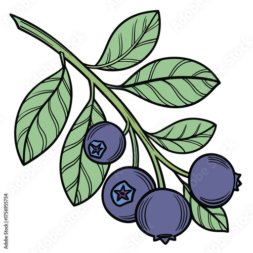 Bilberry Branch with Ripe Berries and Green Leaves