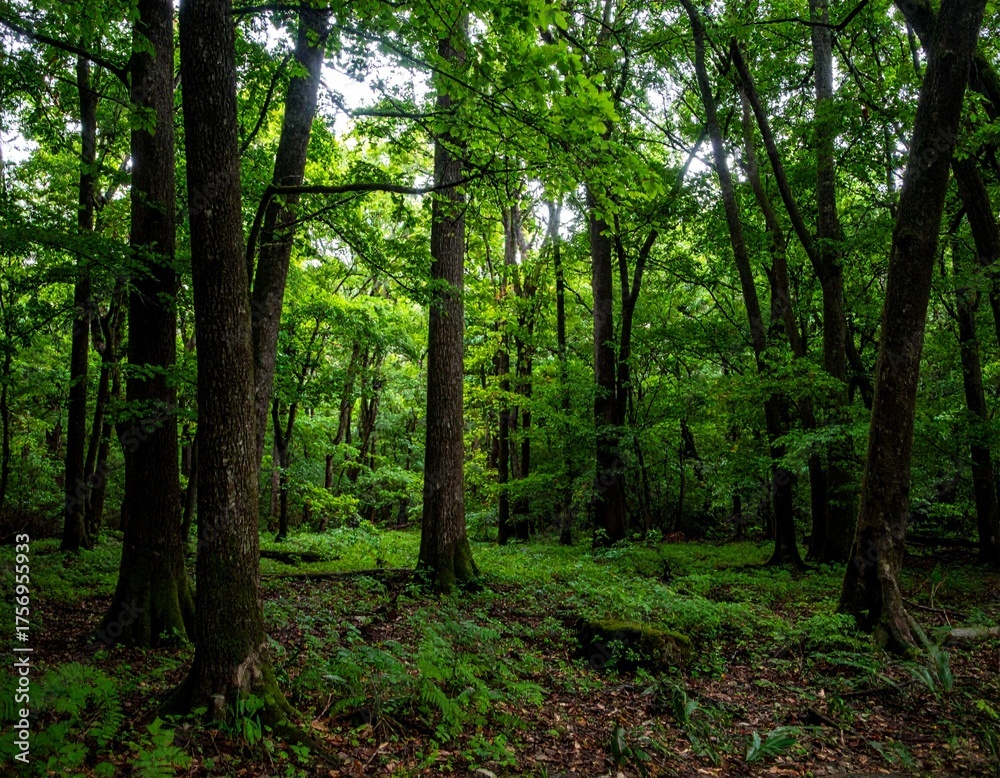 Fototapeta premium Forest with dense canopy blocking most light, creating a dark green interior with minimal ground vegetation