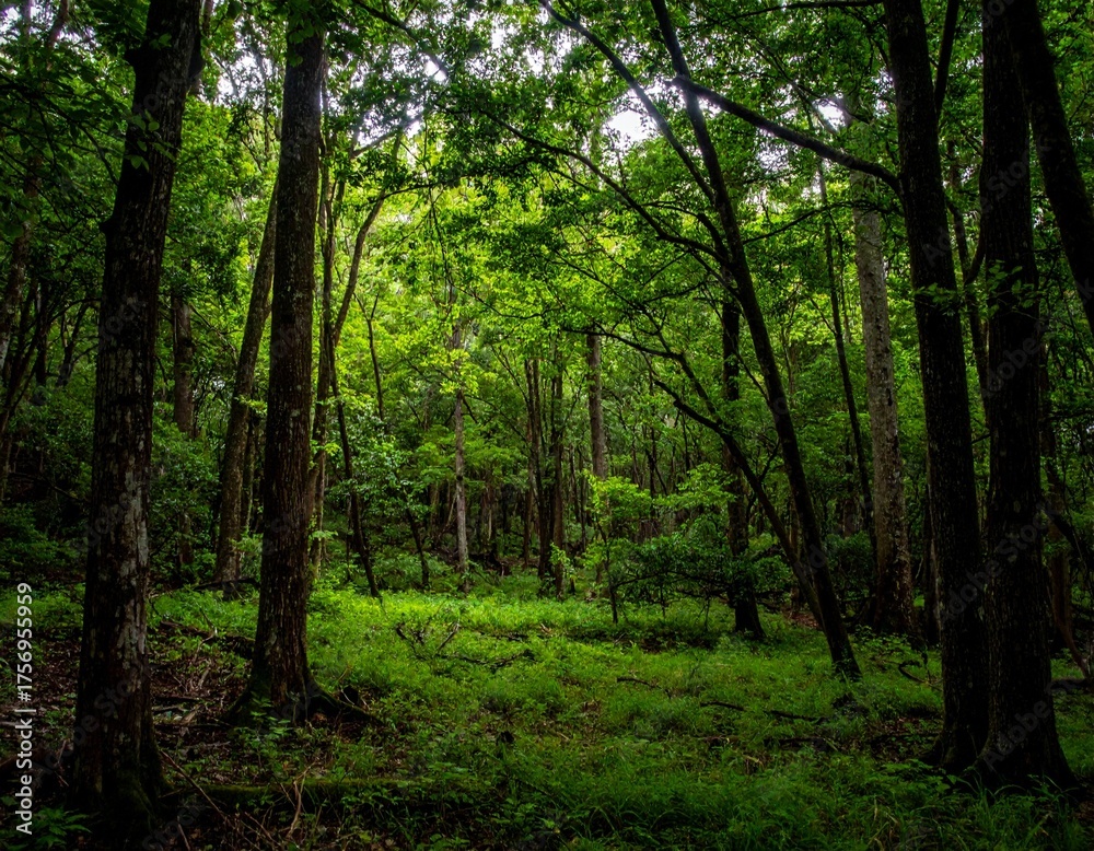 Fototapeta premium Forest with dense canopy blocking most light, creating a dark green interior with minimal ground vegetation