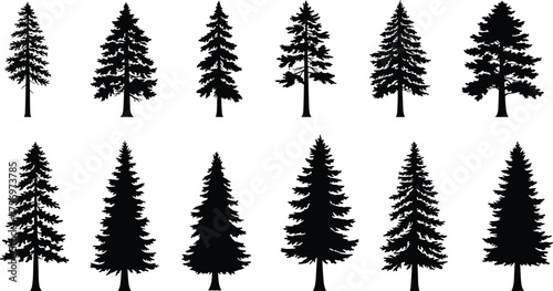 Collection of pine tree silhouettes, evergreen forest vector illustration, black conifer trees design for nature, landscape, and outdoor art