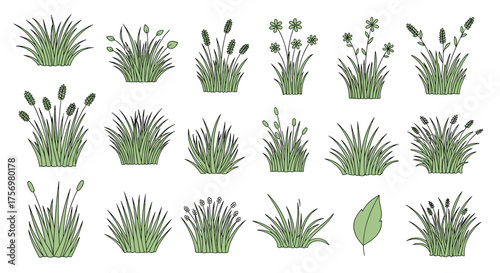 A collection of diverse ornamental grass illustrations for landscape design projects.