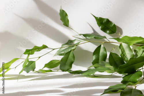 Abstract white color studio background for product presentation. Empty room with shadows of window and plant leaves . 3d grey room with copy space. Summer concept. Blurred backdrop.