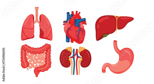 Human Anatomy Vector Illustration – Internal Organs and Medical Diagram Anatomy Vector – Heart, Lungs, Kidney, and Stomach Illustration Flat Graphics Resource