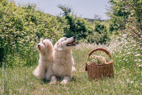 Photography Dogs Daisies Picnic: Two dogs pose near daisy-filled basket in sunny field during a summer picnic