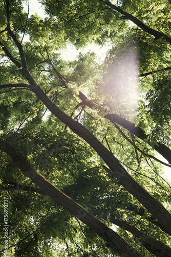 Sunlight shining through green tree branches and leaves in a summer forest