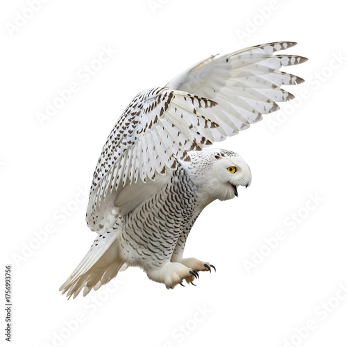 Snowy owl with wings spread prepares to land with piercing yellow eyes