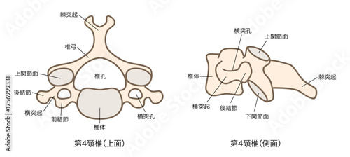第4頚椎（C4）の解剖学、上面図と側面図