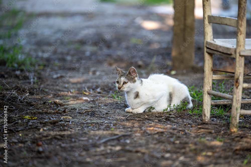 Fototapeta premium A white cat lies on the ground in a country yard. White cat on the ground.