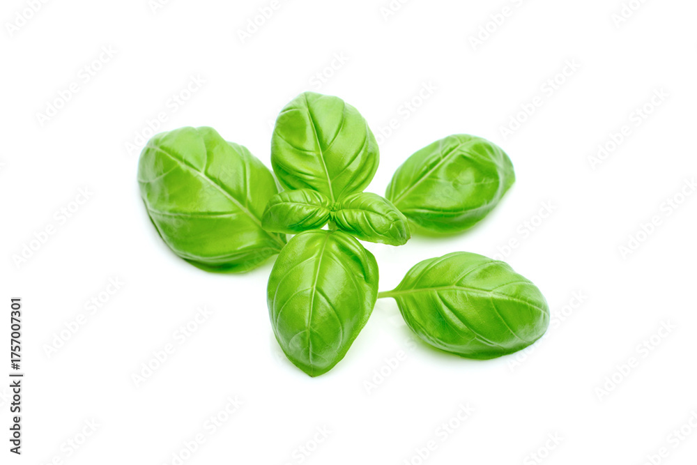 Fototapeta premium Green basil leaves isolated on white background