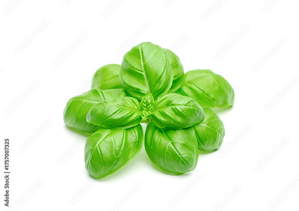 Fototapeta premium Green basil leaves isolated on white background