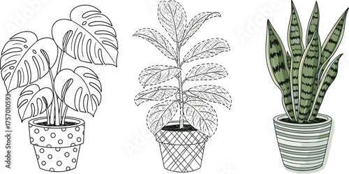 Indoor houseplants illustration, Monstera plant, snake plant, decorative pots, botanical art, modern home decor, green leaves, tropical foliage, interior design, nature