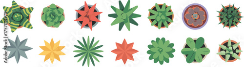 Top-down succulent plant collection, colorful foliage patterns, circular pots, abstract leaf shapes, indoor greenery, modern botanical vector design inspiration