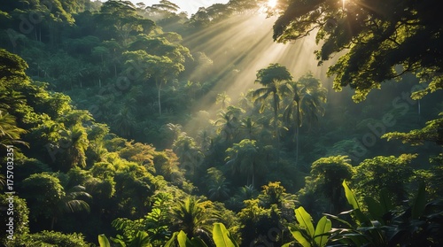 Sunlit Lush Green Rainforest Jungle Canopy Tropical Paradise View