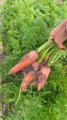 Freshly harvested carrots with soil in a woman's hand with a red manicure against a background of garden beds. Organic vegetables, freshly pulled from the ground, symbolize healthy farming and natural