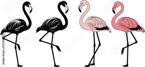 Stylized flamingos standing, black and pink birds, tropical wildlife illustration, elegant posture, minimalist background, exotic animal art, nature contrast, graceful birds