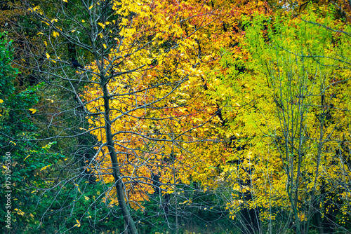 The beauty of autumn nature. The color of autumn leaves. An autumn background for your desktop. Early autumn in a city park. Picturesque maple leaves.