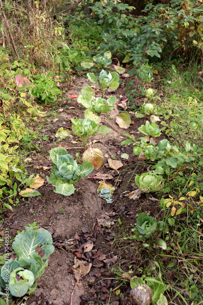 Fototapeta premium Rows of white cabbage in a vegetable garden on an autumn day - vertical color photo, close-up