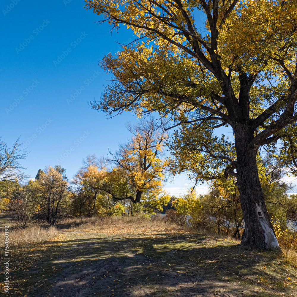 Fototapeta premium Golden autumn tree by a lake under vibrant blue sky. Sunlight filters through branches, casting warm shadows. Scenic path invites peaceful exploration in fall landscape.