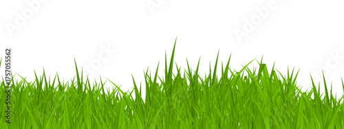 green grass isolated on white, green grass on white background, green grass isolated on white background, Green Grass cut out. green grass isolated on white background