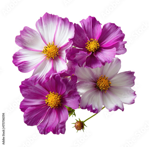 Blooming cosmos flowers arrangement nature vibrant colors isolated on transparent background