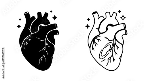 Anatomy heart outline with transparent background