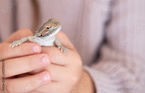 Baby of bearded agama dragon on hands taming at home