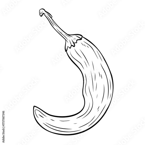 Monochrome botanical spicy hot chilli pepper. Graphic hand drawn ink black and white vector. Good for eco-style crafting, cooking, spa, medicine, cooking, and garden, beauty, decoration