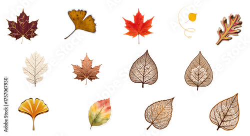 Autumn Leaf Skeleton Icons Pack - Maple, Ginkgo, Watercolor Foliage Vector Set