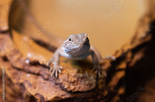 Baby of bearded agama dragon sits in his terrarium. Cure exotic domestic animal, pet. The content of the lizard at home.