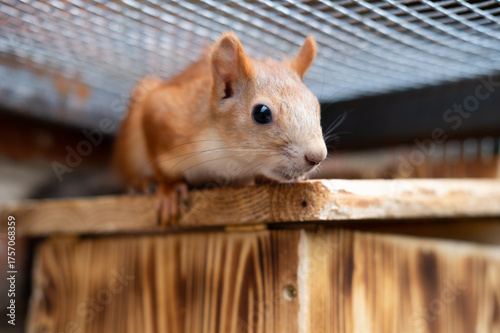 red squirell (Sciurus vulgaris) play in cage home pet squirell