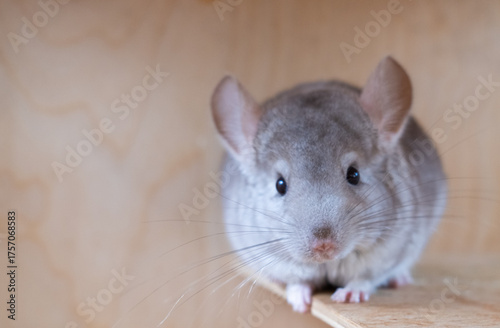 Beige chinchilla on white background