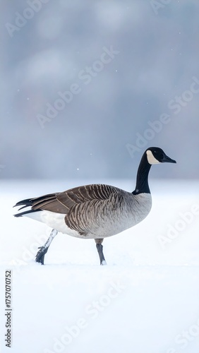 Goose in winter, walking through snow. Background is blurred, blueish