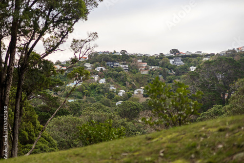 Hillside Homes Surrounded by Greenery in Wellington