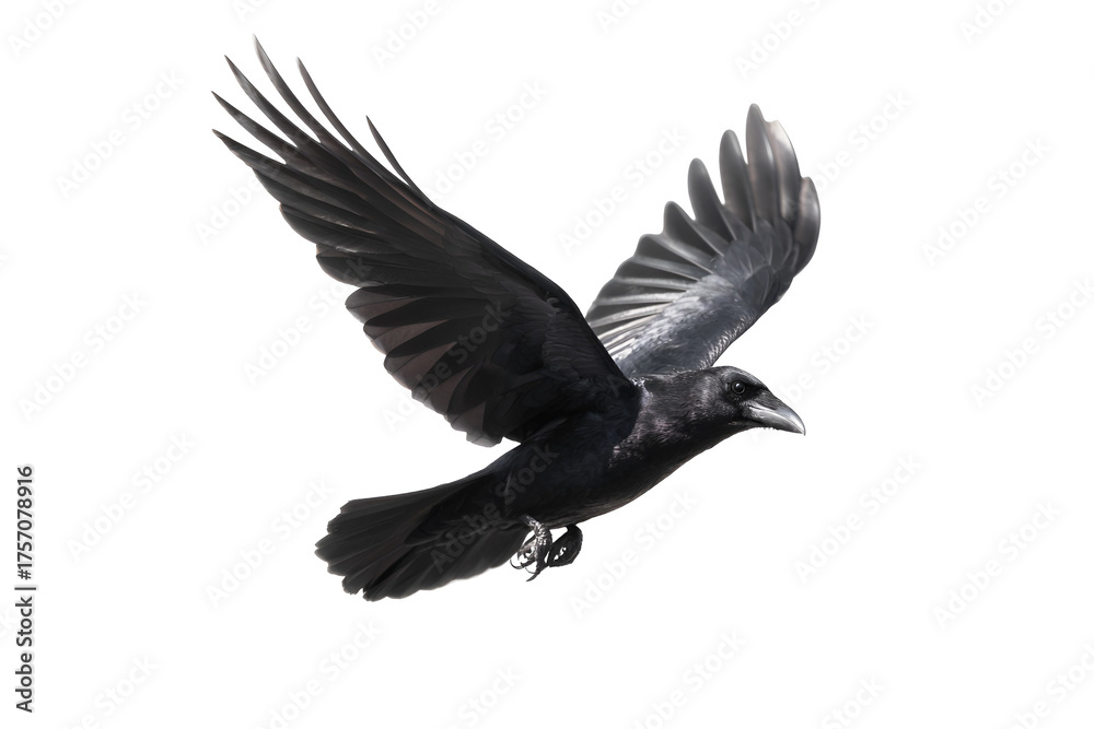 Naklejka premium Raven in majestic flight displays its stunning wingspan against a dark background, embodying freedom and the wild spirit of a nature bird in dynamic motion revealing feathered