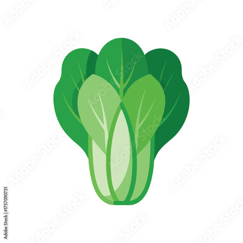 Vector art of bok choy, a leafy green vegetable