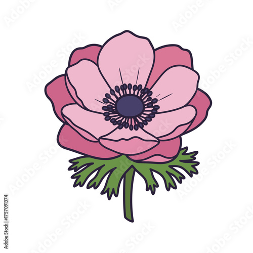 Beautiful Pink Anemone Flower Illustration with Green Leaves